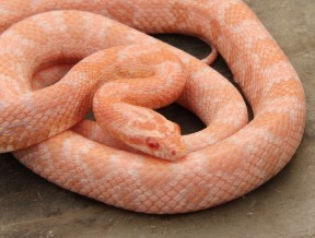 Pink Snow Corn Snake