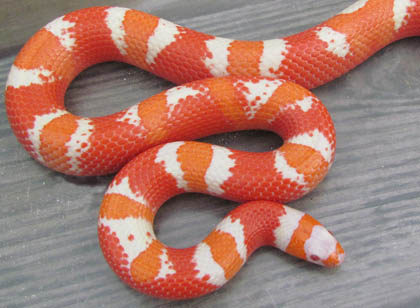 Albino Hondo