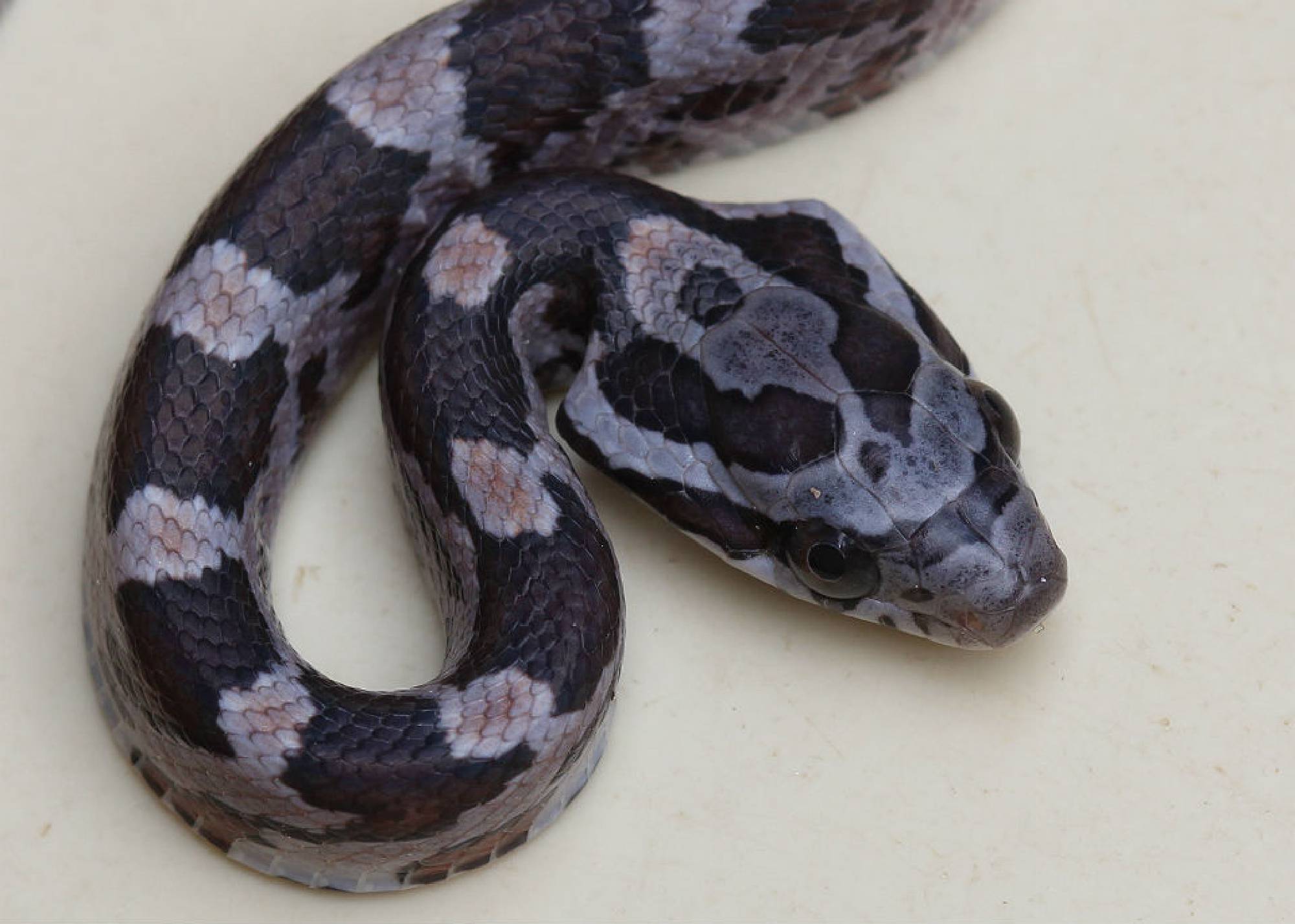 Adult alabama corn snake