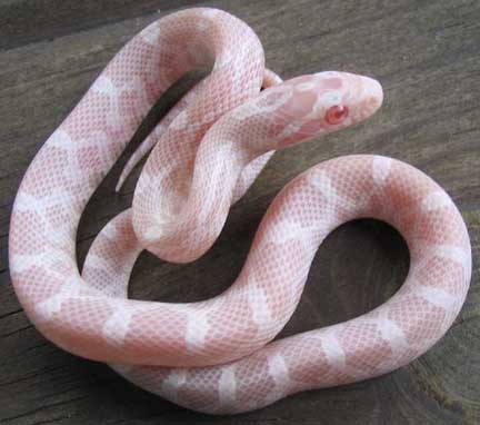 Snowcorn
