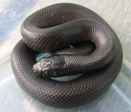 Black King