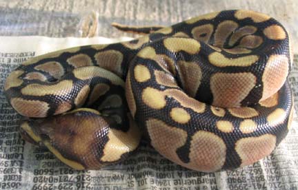 Ball Python