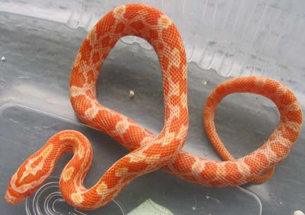 Creamsicle Corn