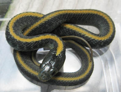 Santa Cruz Garter