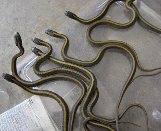 Santa Cruz Garter Snake
