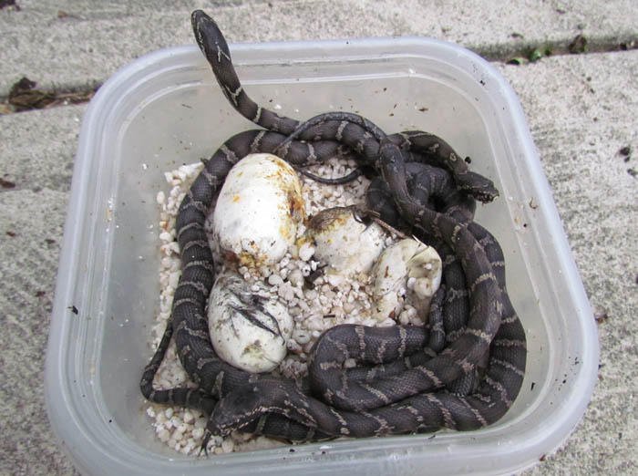 Russian Rat Snakes