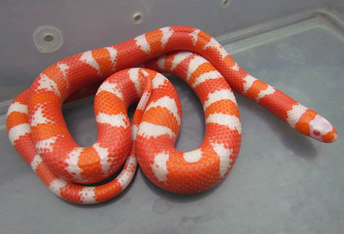 Albino High-orange Honduran Milksnake