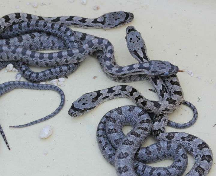 Baird's Rat Snakes