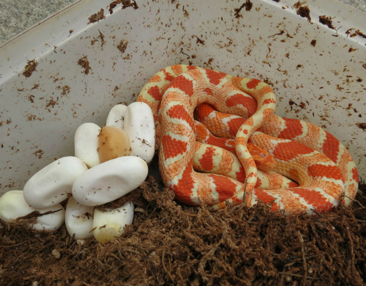 Reverse Okeetee Corn Snake