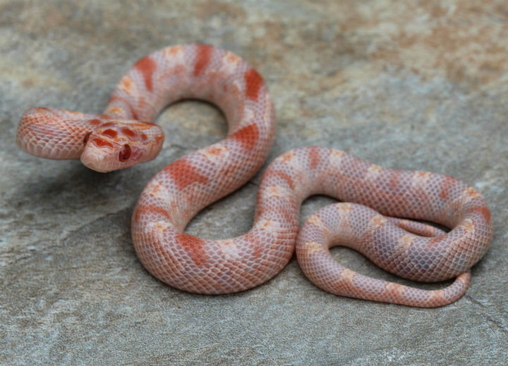 Reverse Okeetee Corn Snake