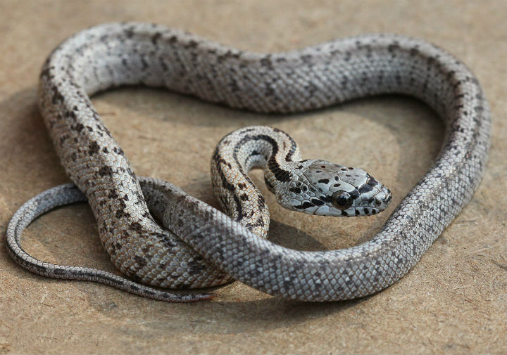 Baird's Rat Snake