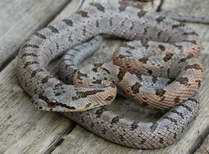 Baird's Rat Snake