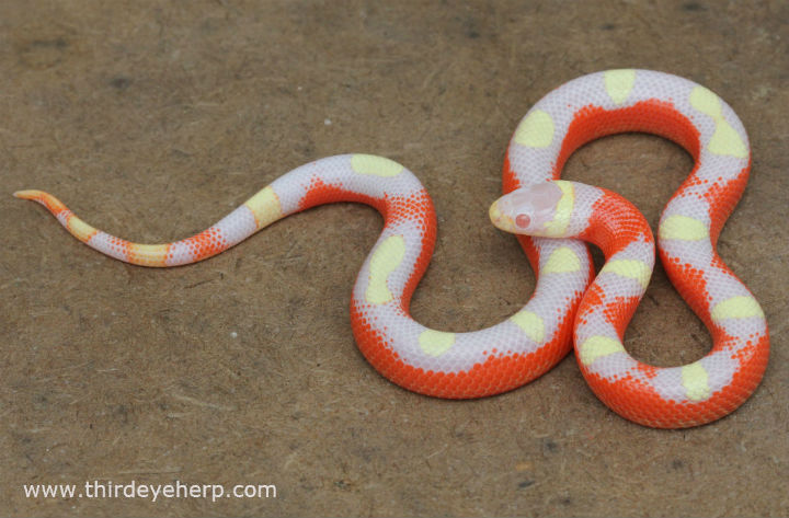 Striped Albino Nelson's Milk Snake