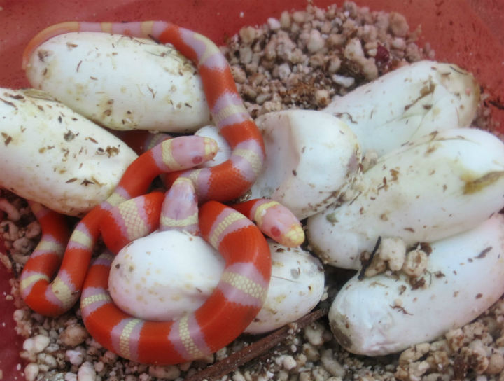 Albino Nelson's Milk Snakes