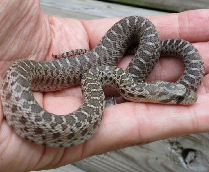  Pacific Gopher Snake
