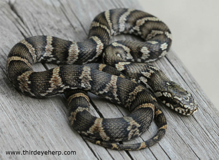 Russian Rat Snake