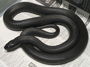 Meet the Mexican King Snake. They're beautiful animals,
