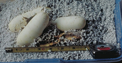Black Pine Eggs