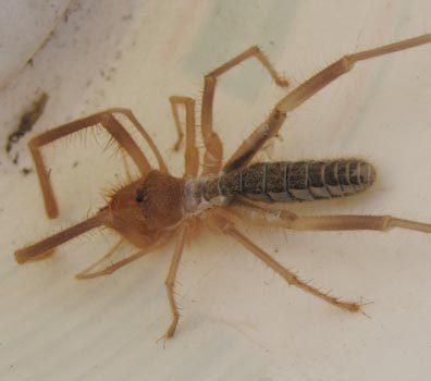 biggest camel spider in world. Sun Spider