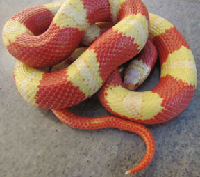 Female Albino Nelson's Milk 2