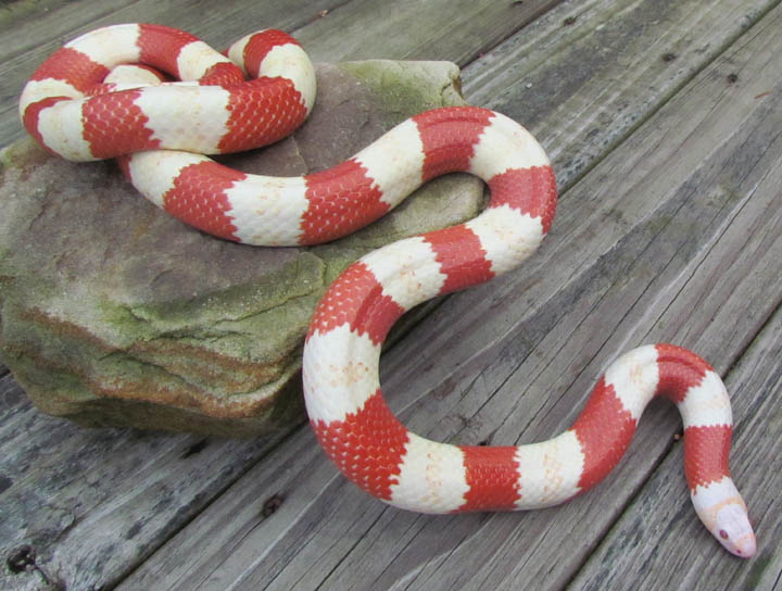 Albino Honduran Milk Snake