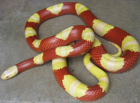 Male Albino Nelson's Milk 1