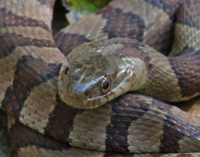 Midland Water Snake