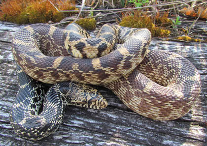 Kankakee Bull Snake