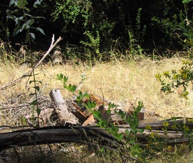 Alligator Lizard Habitat