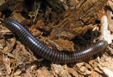 Big Millipede