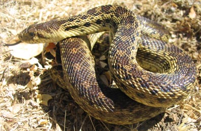 Pacific Gopher Snake