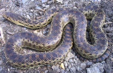 Pacific Gopher Snake