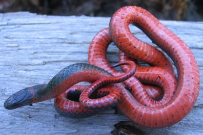 Ringneck Snake