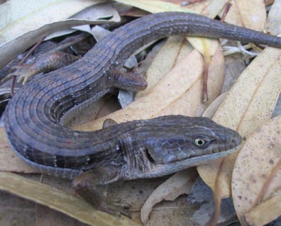 Southern Alligator Lizard