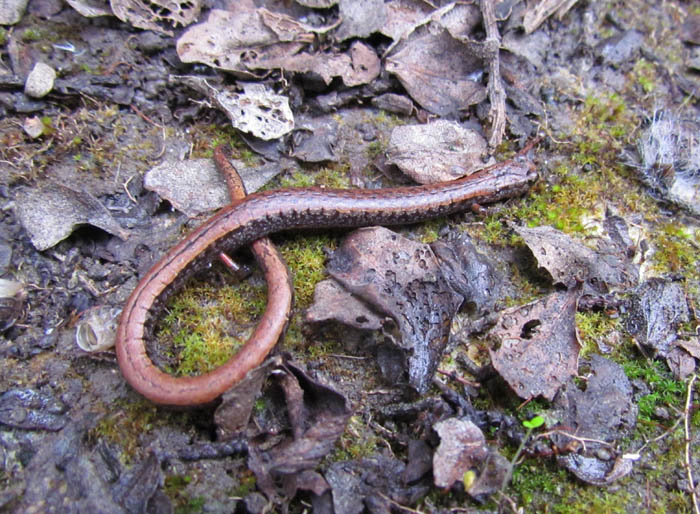 Slender Salamander