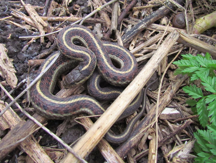  Coast Garter Snake
