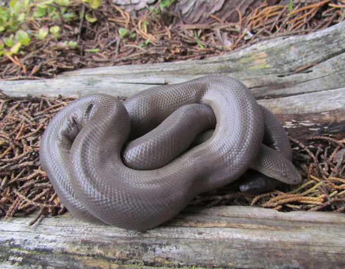 Rubber Boa