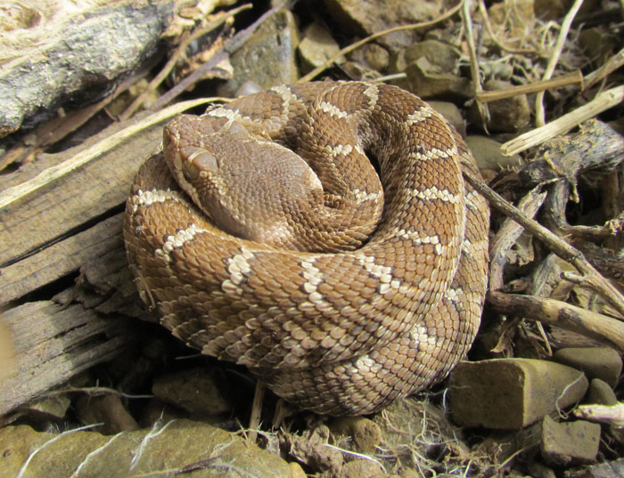 Northern Pacific Rattlesnake