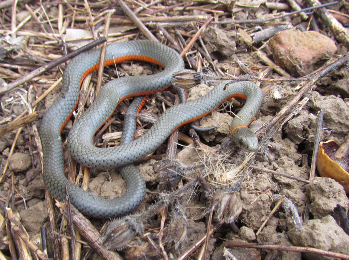 Ringneck Snake
