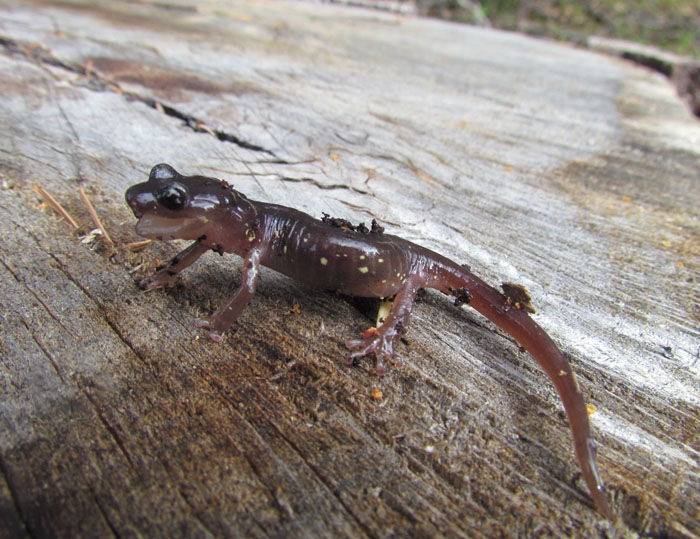 Arboreal Salamander
