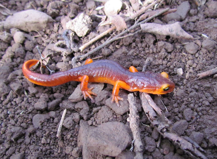 Ensatina