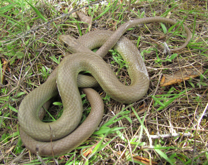 Yellowbelly Racer