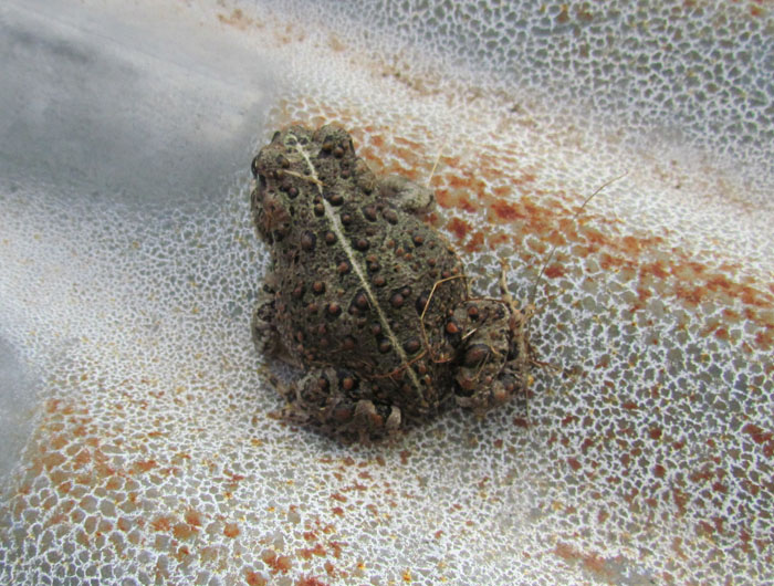 California Toad
