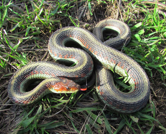 California Red-sided Garter