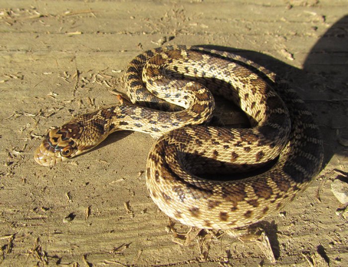 Pacific Gopher Snake