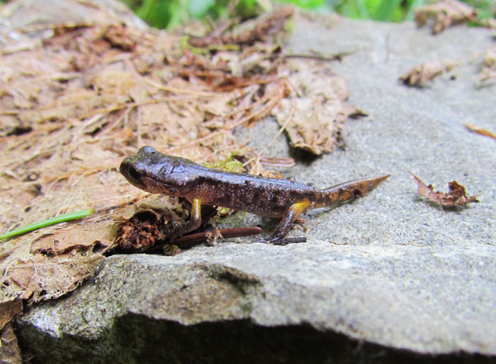 Ensatina