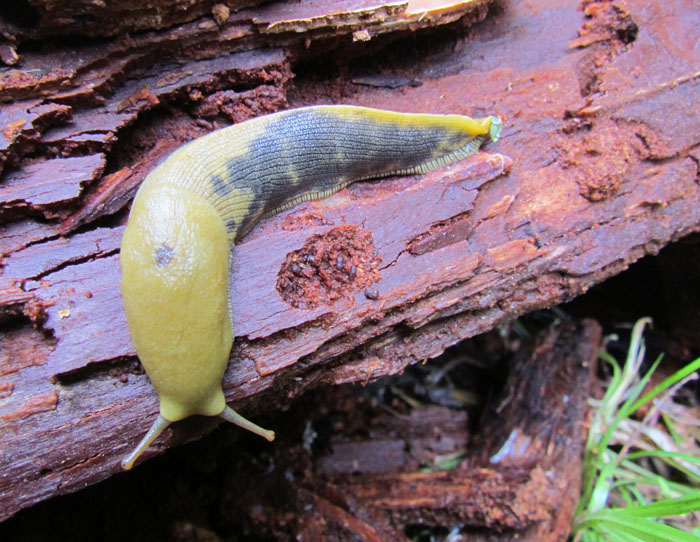 Slug
