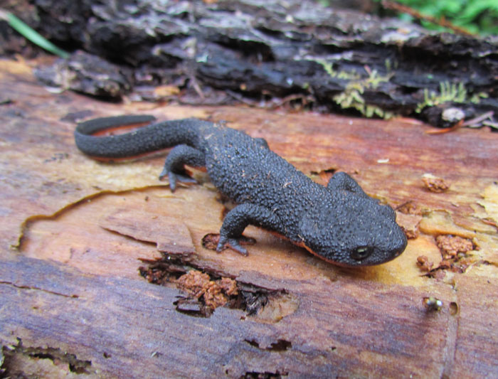 Red-bellied Newt