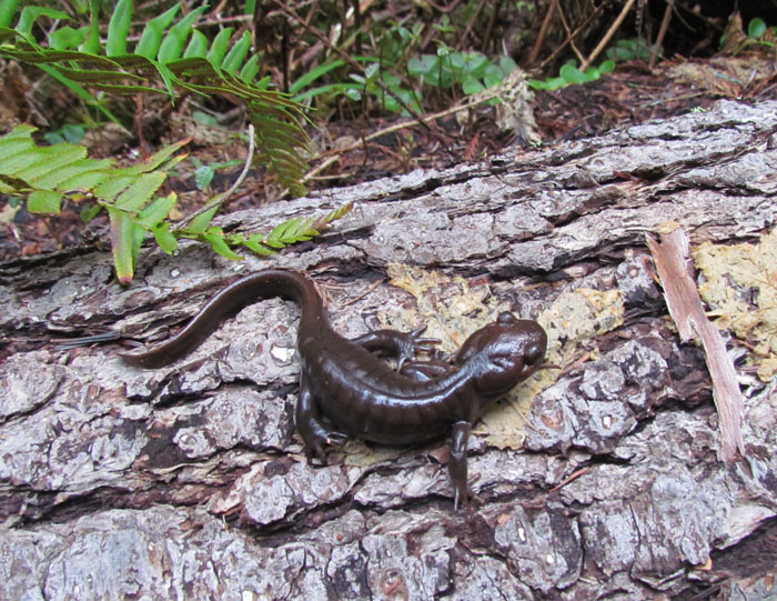 Northwestern Salamander