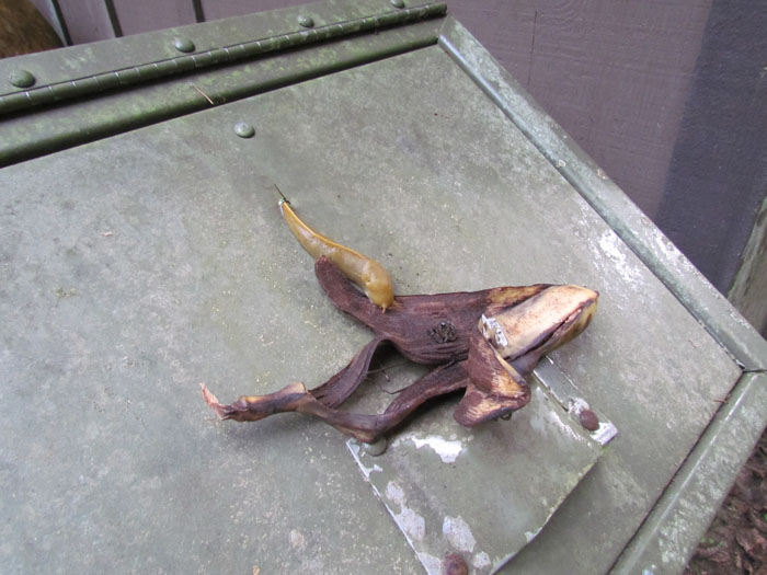 Banana Slug